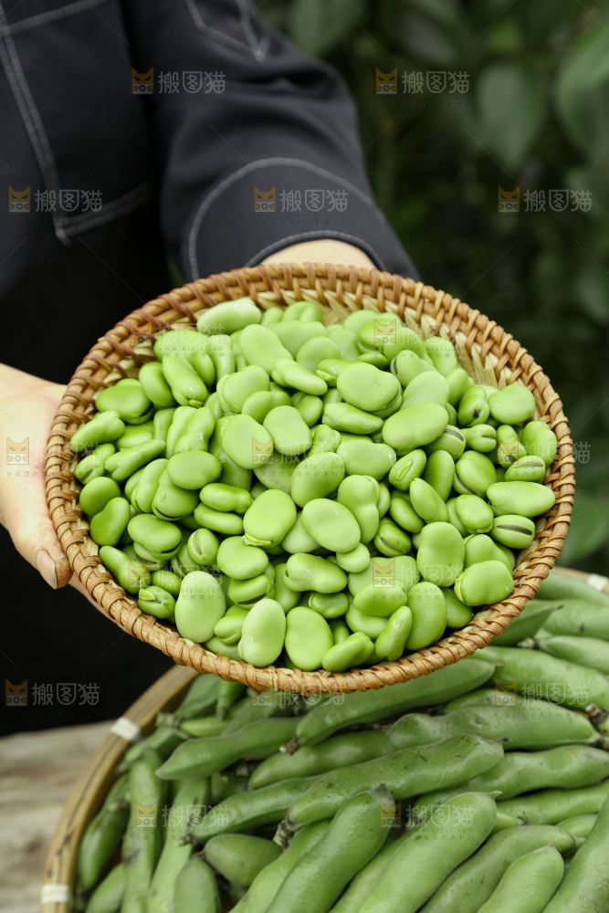蚕豆