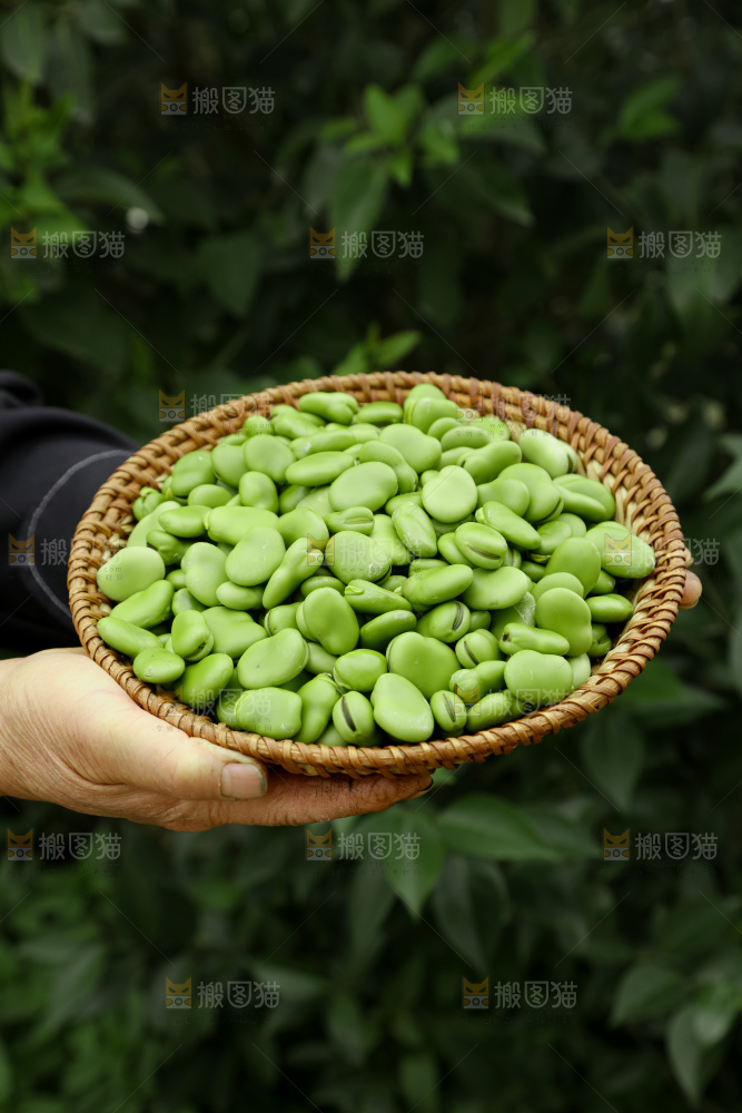 蚕豆