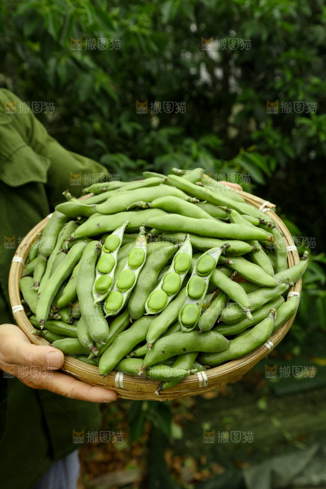 蚕豆