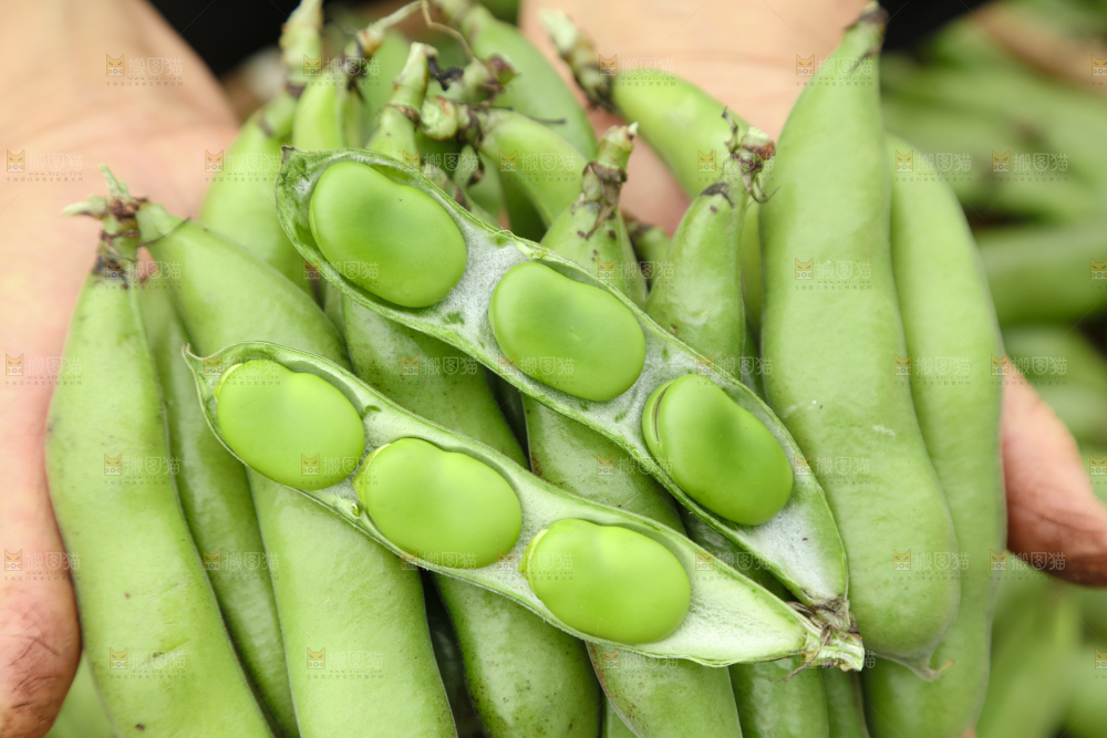 蚕豆
