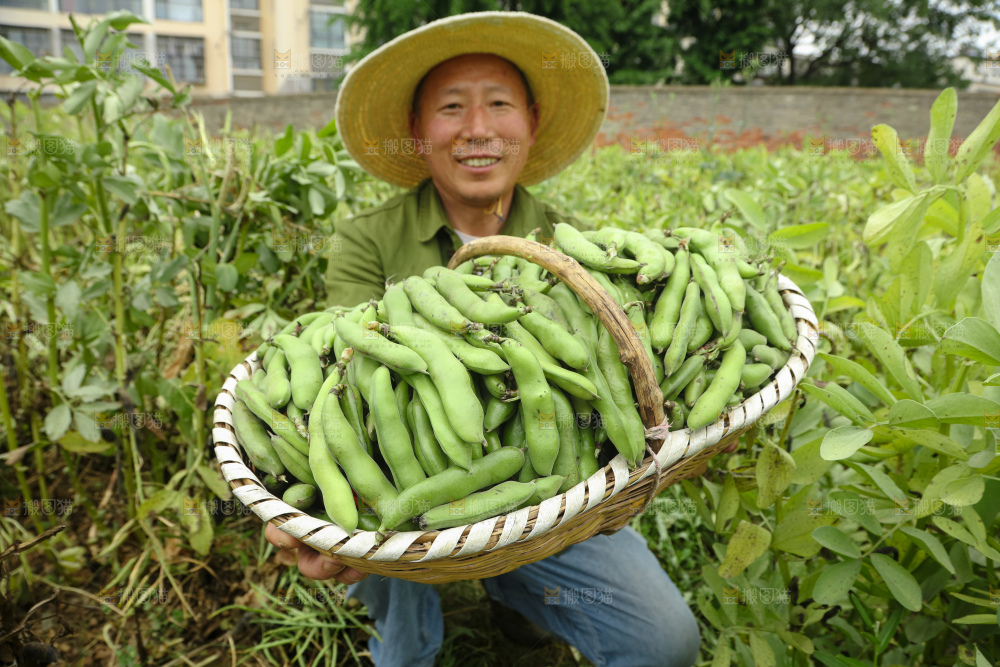 蚕豆
