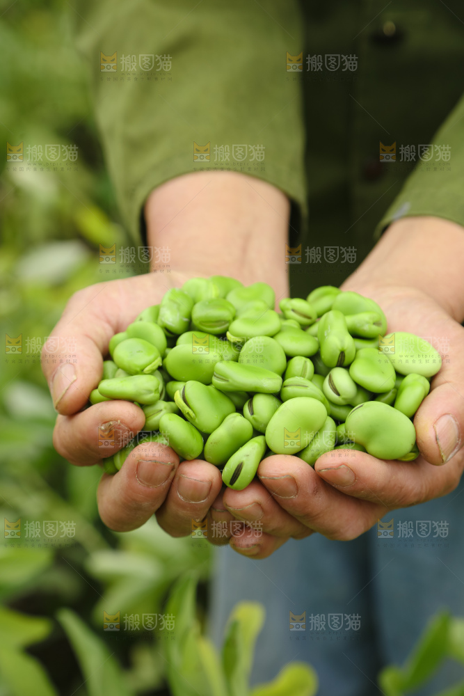 蚕豆