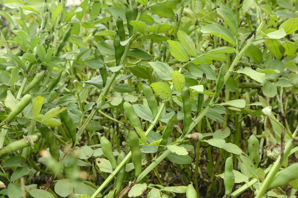 蚕豆 蚕豆田
