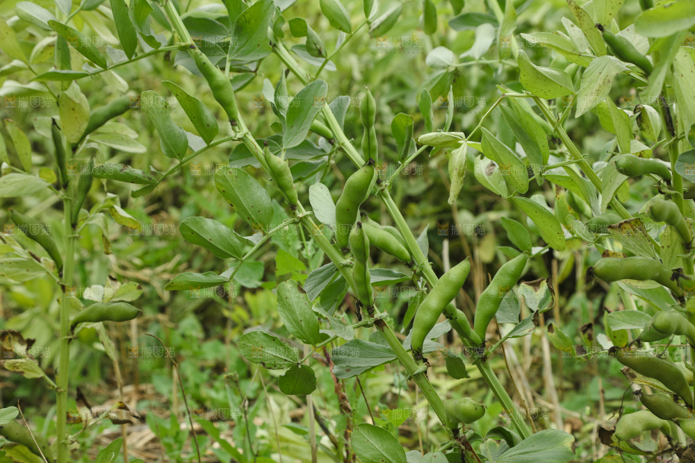 蚕豆 蚕豆田