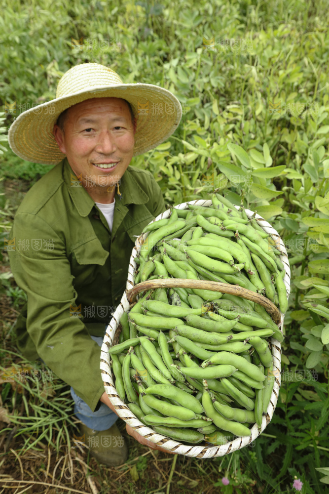 蚕豆