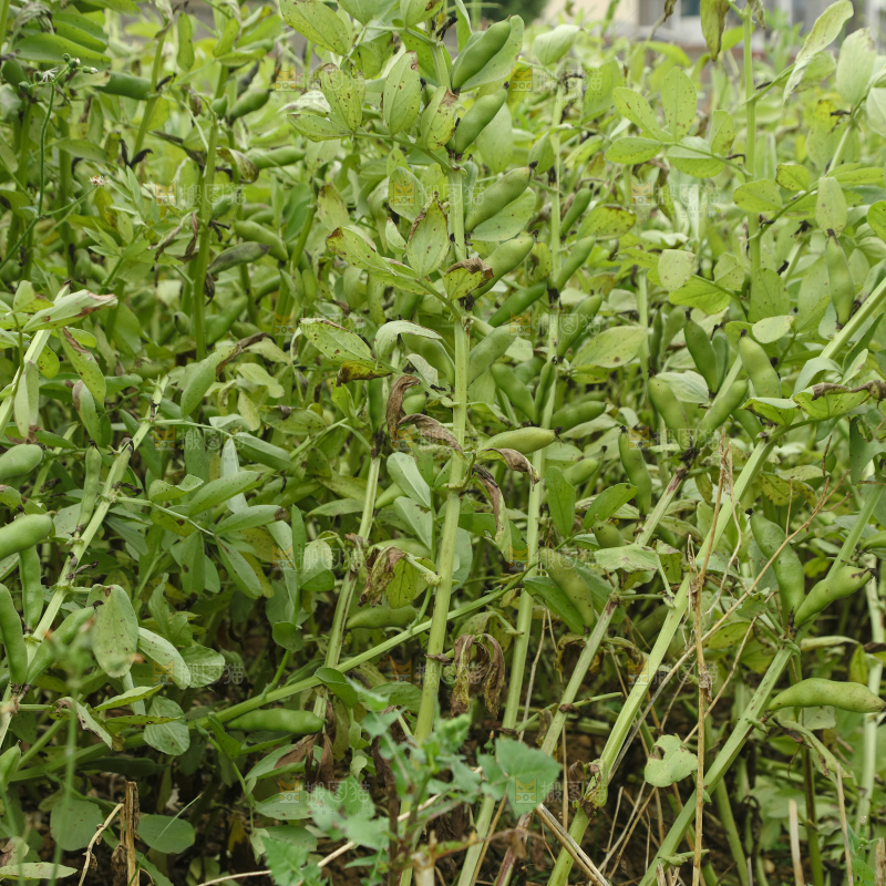 蚕豆 蚕豆田