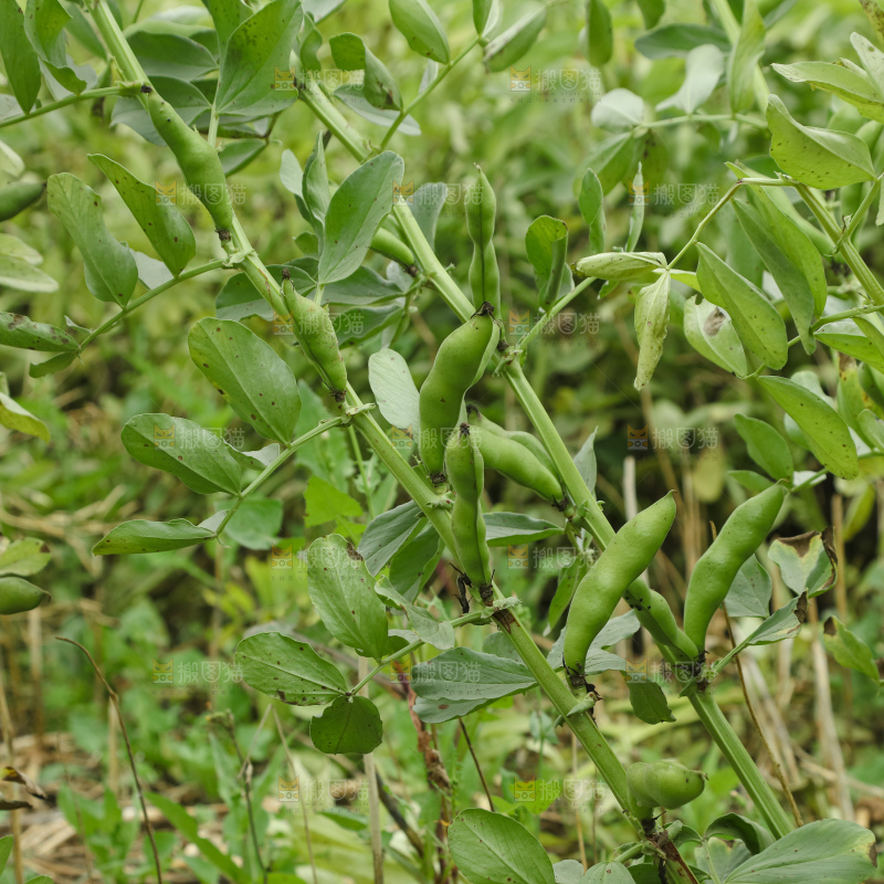 蚕豆 蚕豆田