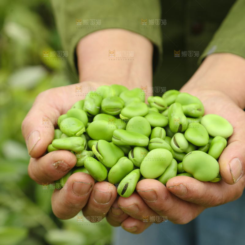 蚕豆