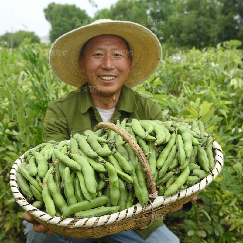 蚕豆
