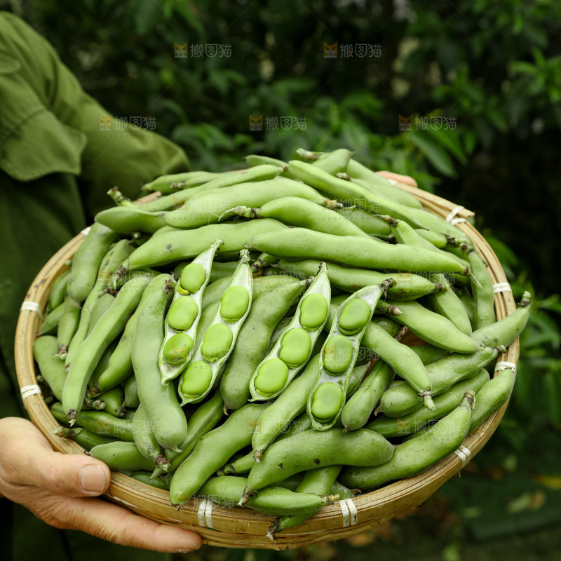 蚕豆