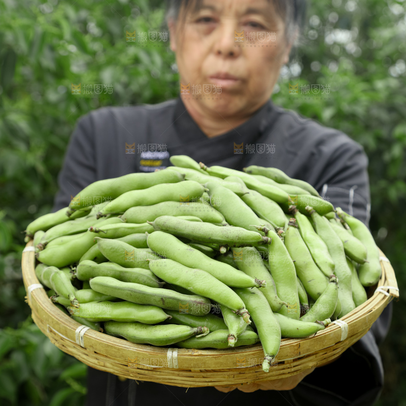 蚕豆