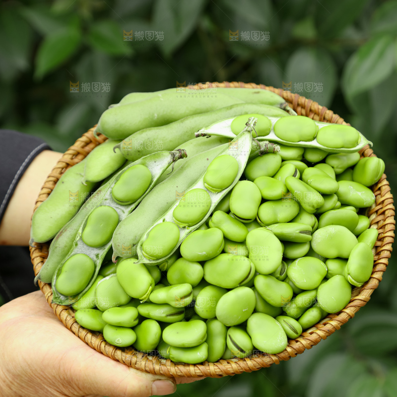 蚕豆