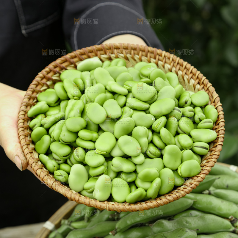 蚕豆