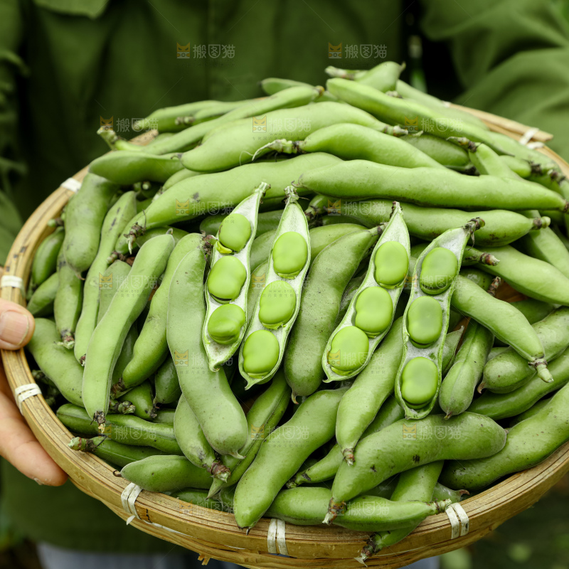 蚕豆