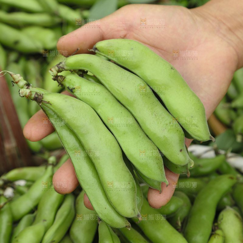 蚕豆
