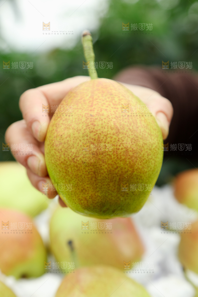 红香酥梨