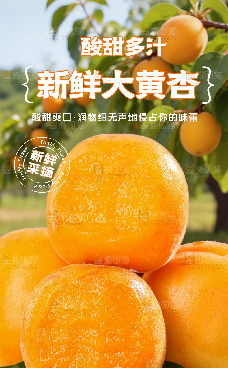 大黄杏详情页