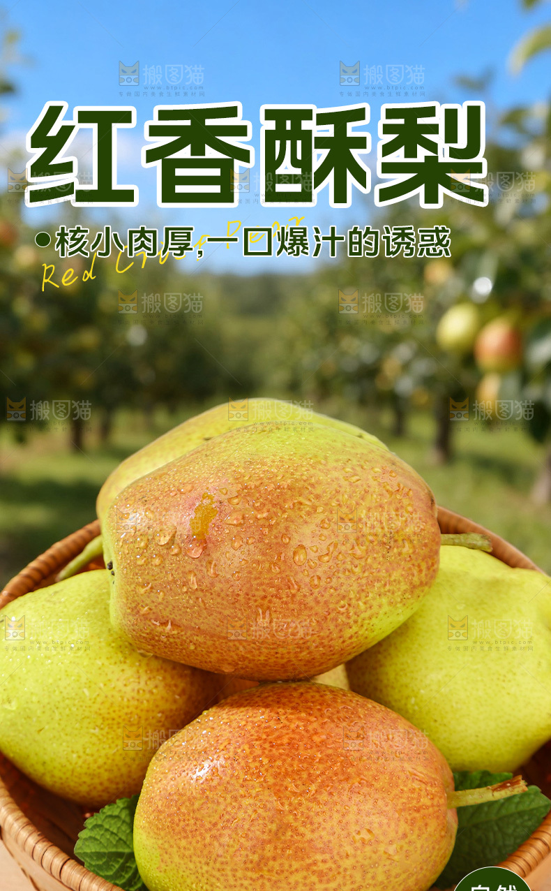 红香酥梨详情页