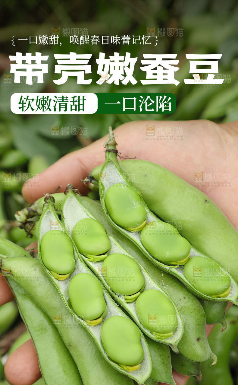 蚕豆详情页