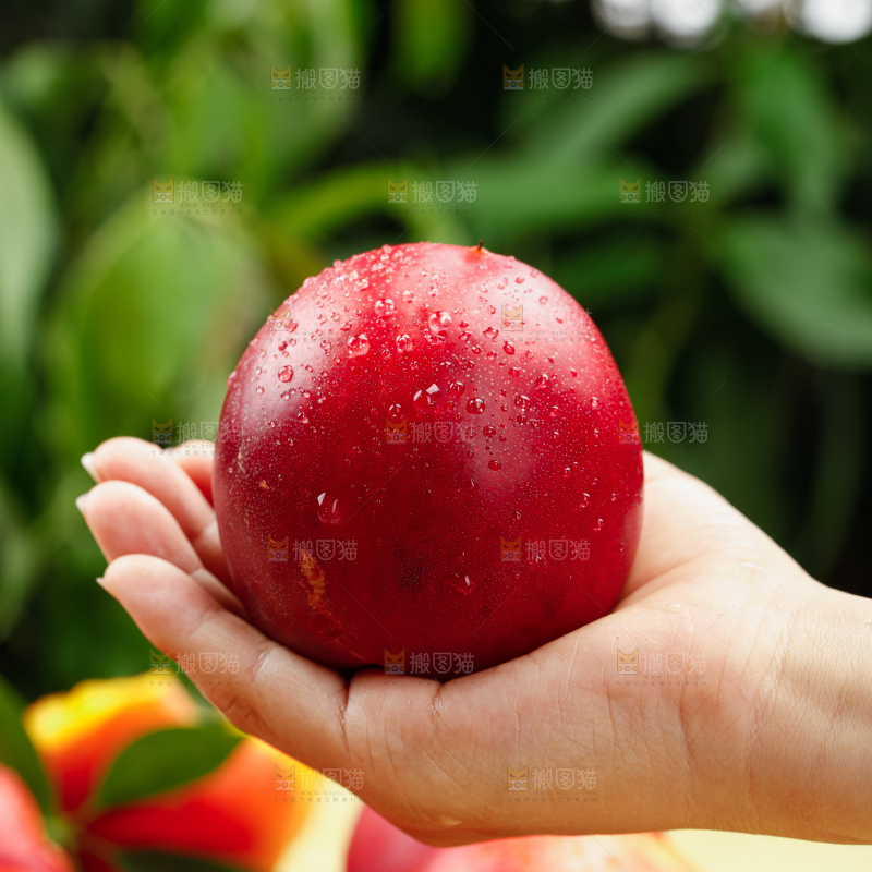 油桃