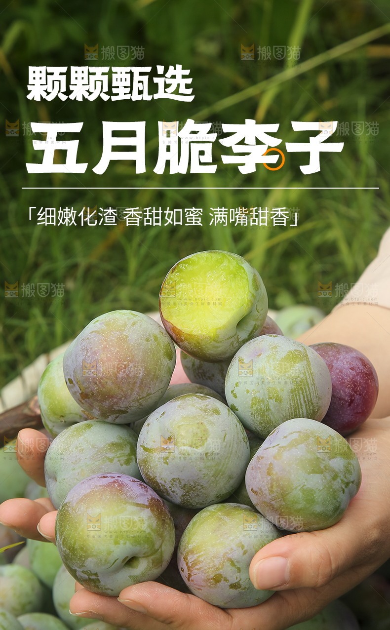 五月脆李详情页