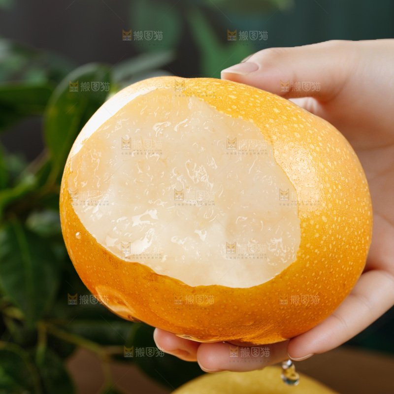 秋月梨
